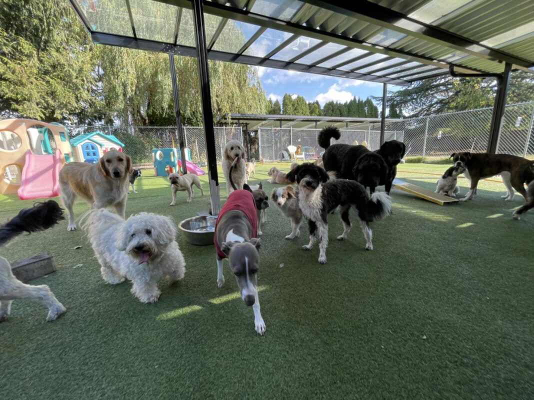 Doggy Daycare