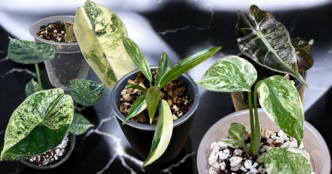 Tissue Culture Plants